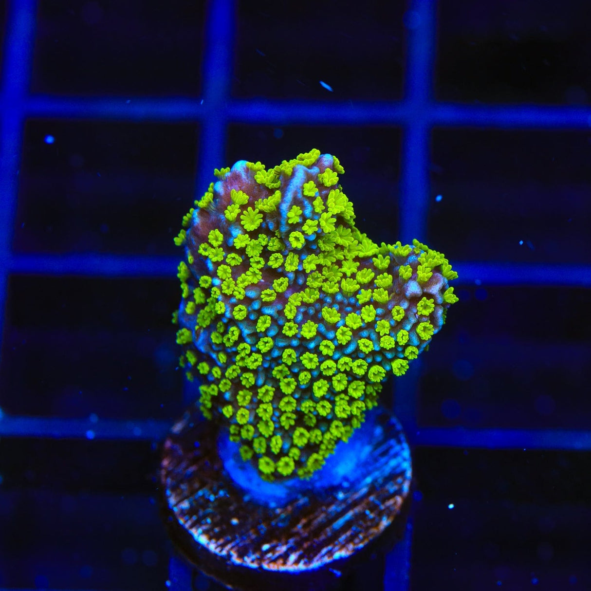 Tubbs Stelatta Montipora Coral