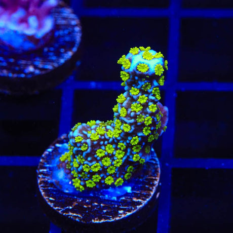 Tubbs Stelatta Montipora Coral