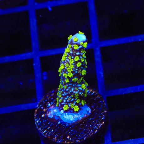 Tubbs Stelatta Montipora Coral