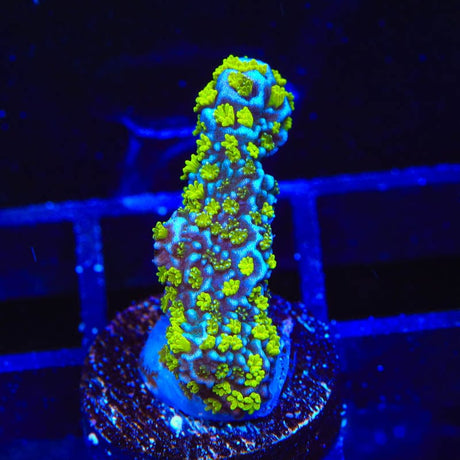 Tubbs Stelatta Montipora Coral