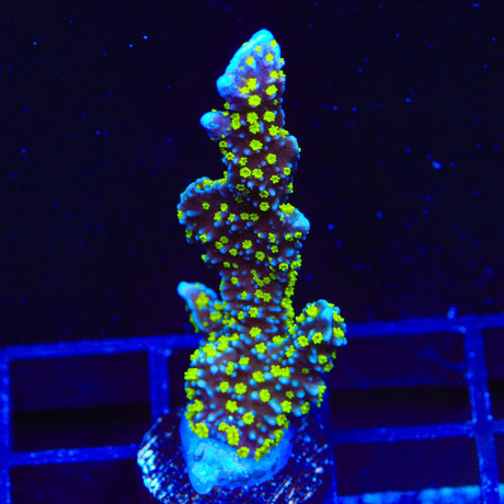 Tubbs Stellata Montipora Coral