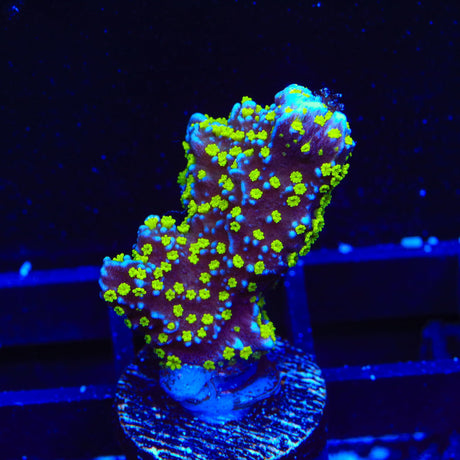 Tubbs Stellata Montipora Coral