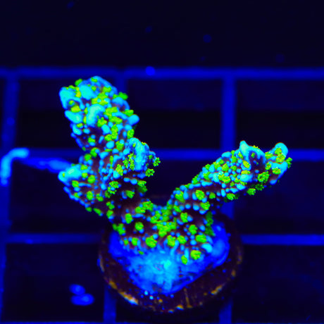 Tubbs Stellata Montipora Coral
