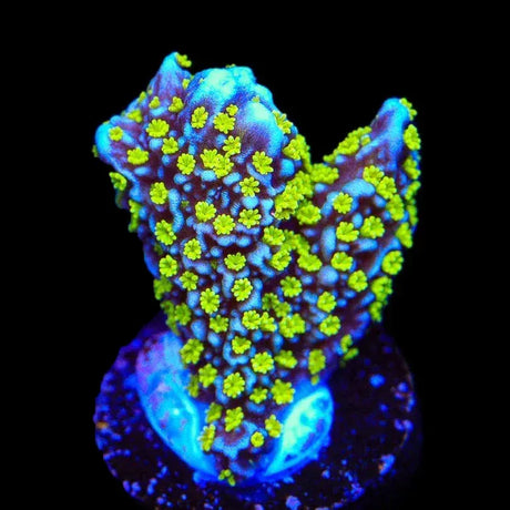 Tubbs Stellata Montipora Coral