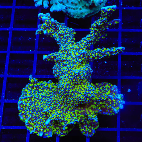 Tubbs Stellata Montipora XL Frag Coral