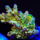 Tusi's Rainbow Granulosa Acropora Coral