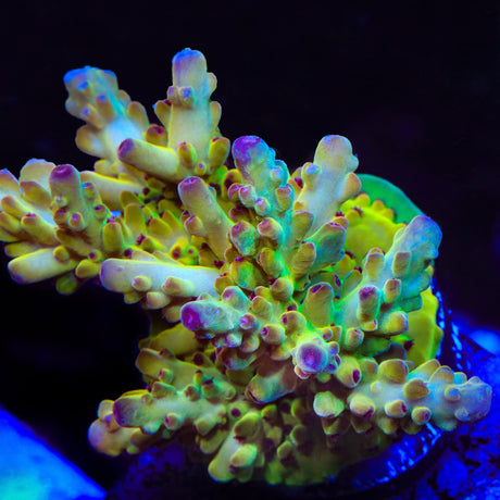 Tusi's Rainbow Granulosa Acropora Coral