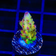 Tusi's Rainbow Granulosa Acropora Coral