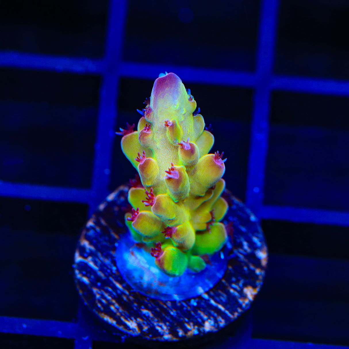 Tusi's Rainbow Granulosa Acropora Coral