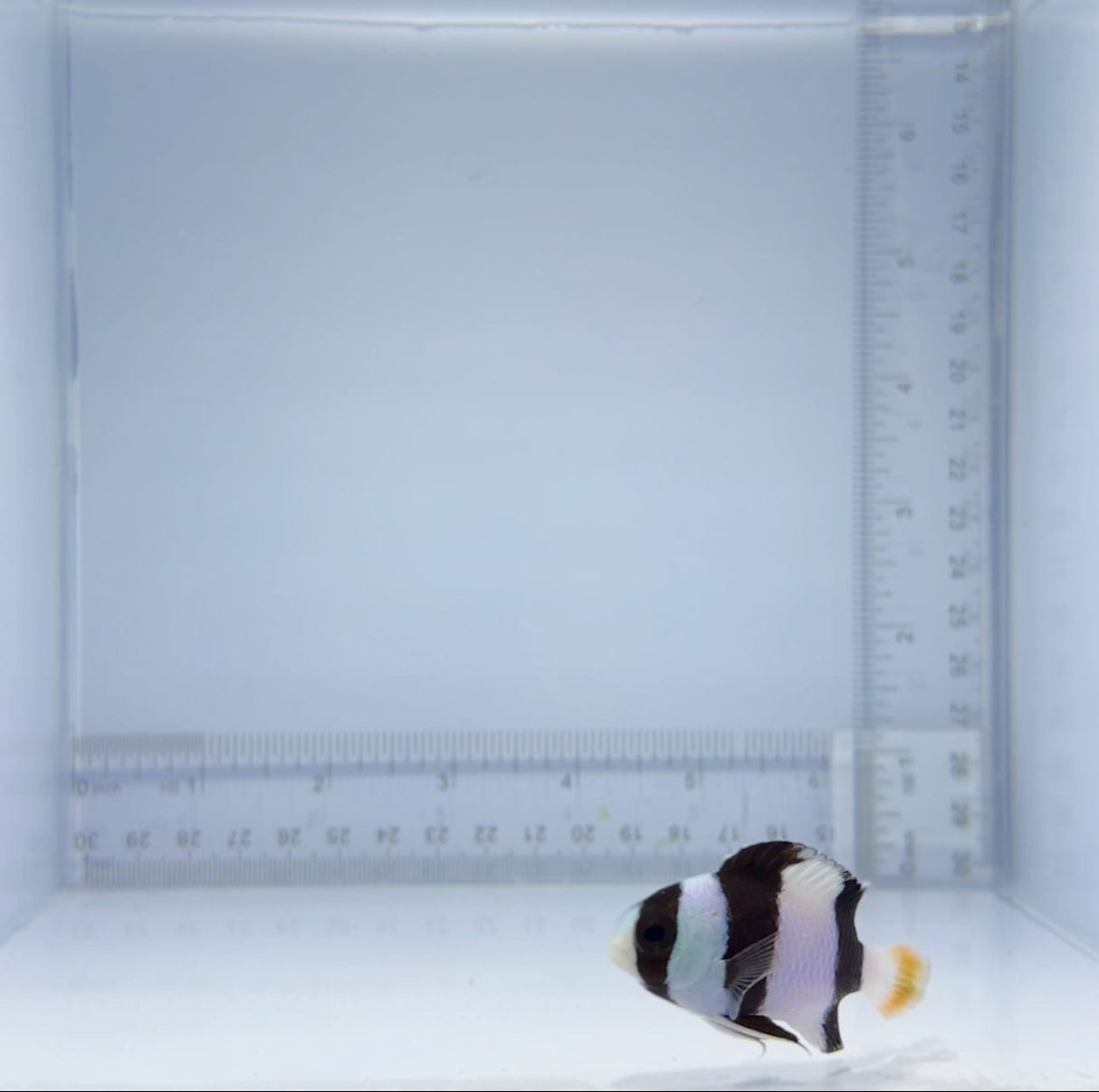 Tuxedo Damsel Fish