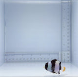 Tuxedo Damsel Fish