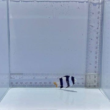 Tuxedo Damsel Fish