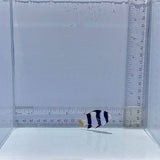 Tuxedo Damsel Fish