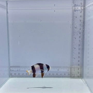 Tuxedo Damsel Fish