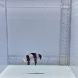 Tuxedo Damsel Fish