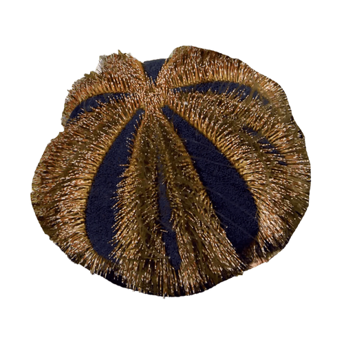 Tuxedo Urchin – Mespilia globulus