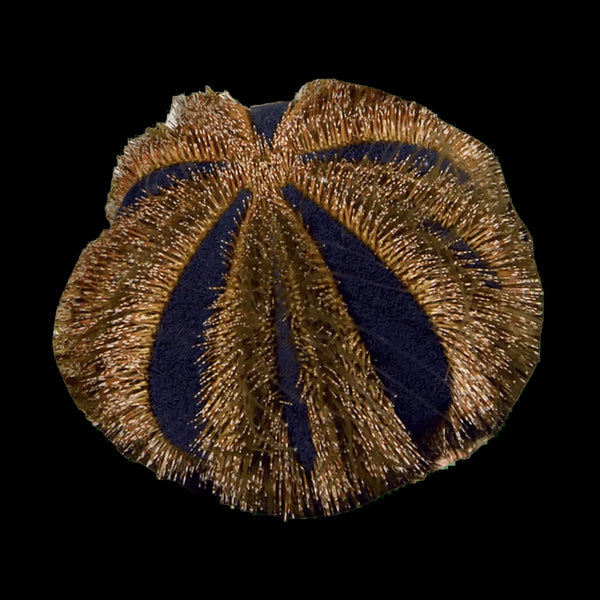 Tuxedo Urchin – Mespilia globulus