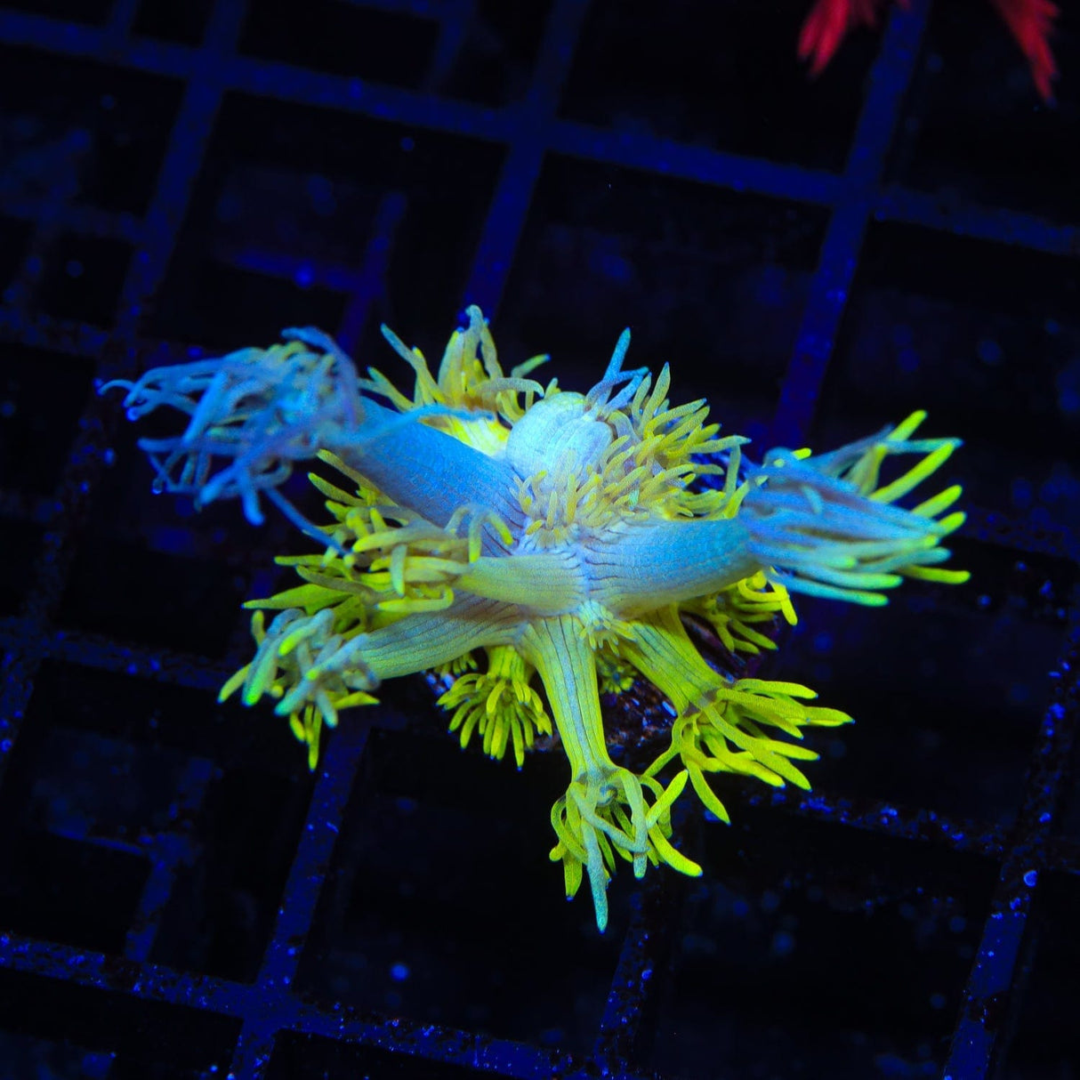 Two Face Goniopora Coral