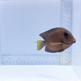Two Spot Bristletooth Tang (Ctenochaetus binotatus)