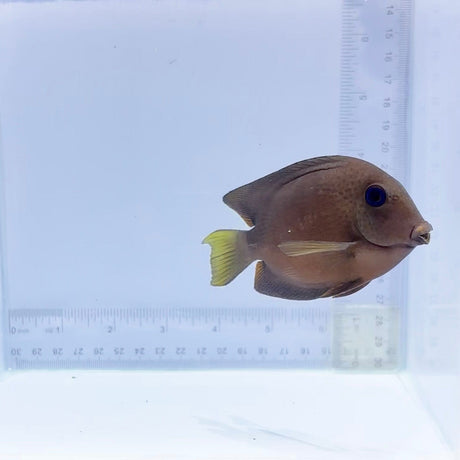 Two Spot Bristletooth Tang (Ctenochaetus binotatus)