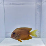 Two Spot Bristletooth Tang (Ctenochaetus binotatus)