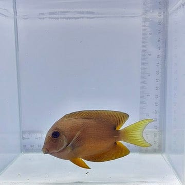 Two Spot Bristletooth Tang (Ctenochaetus binotatus)