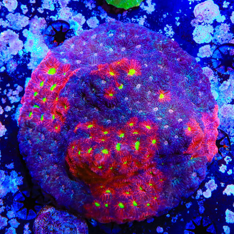 Two Tone Favia Colony Coral