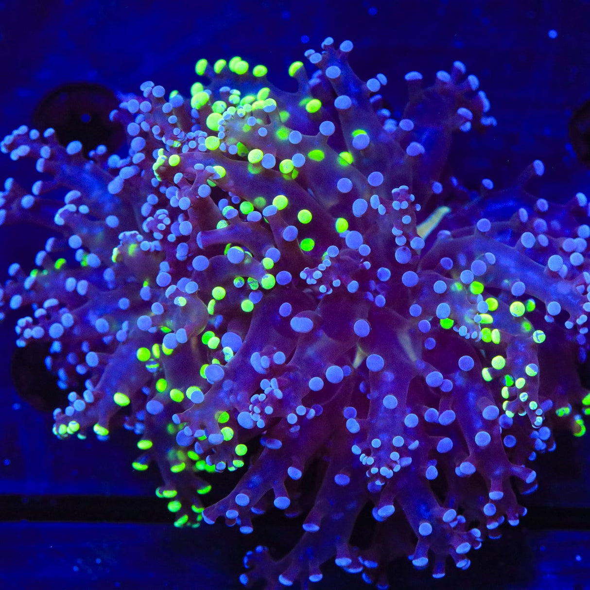 Two-Tone Frogspawn Coral
