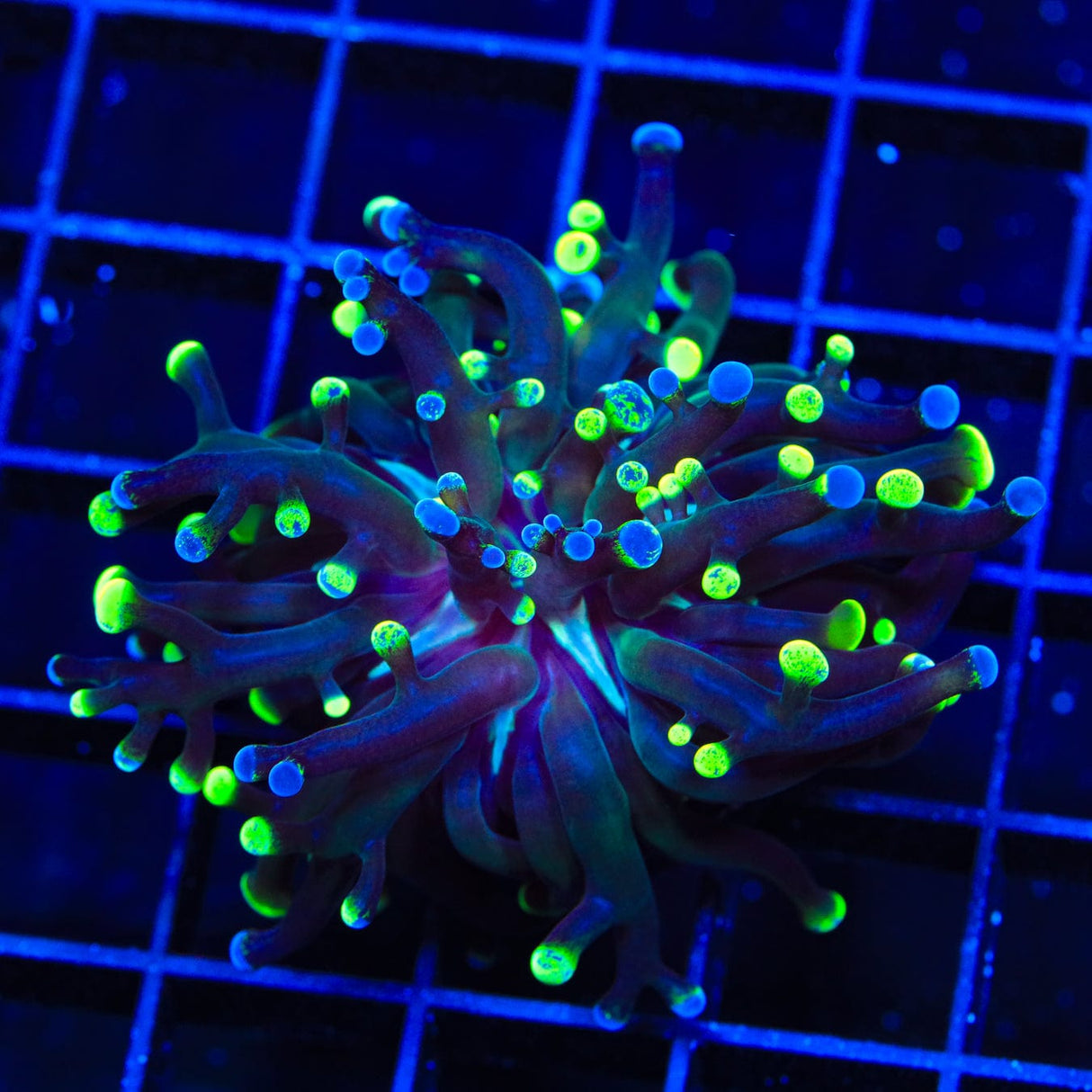 Two Tone Frogspawn Coral