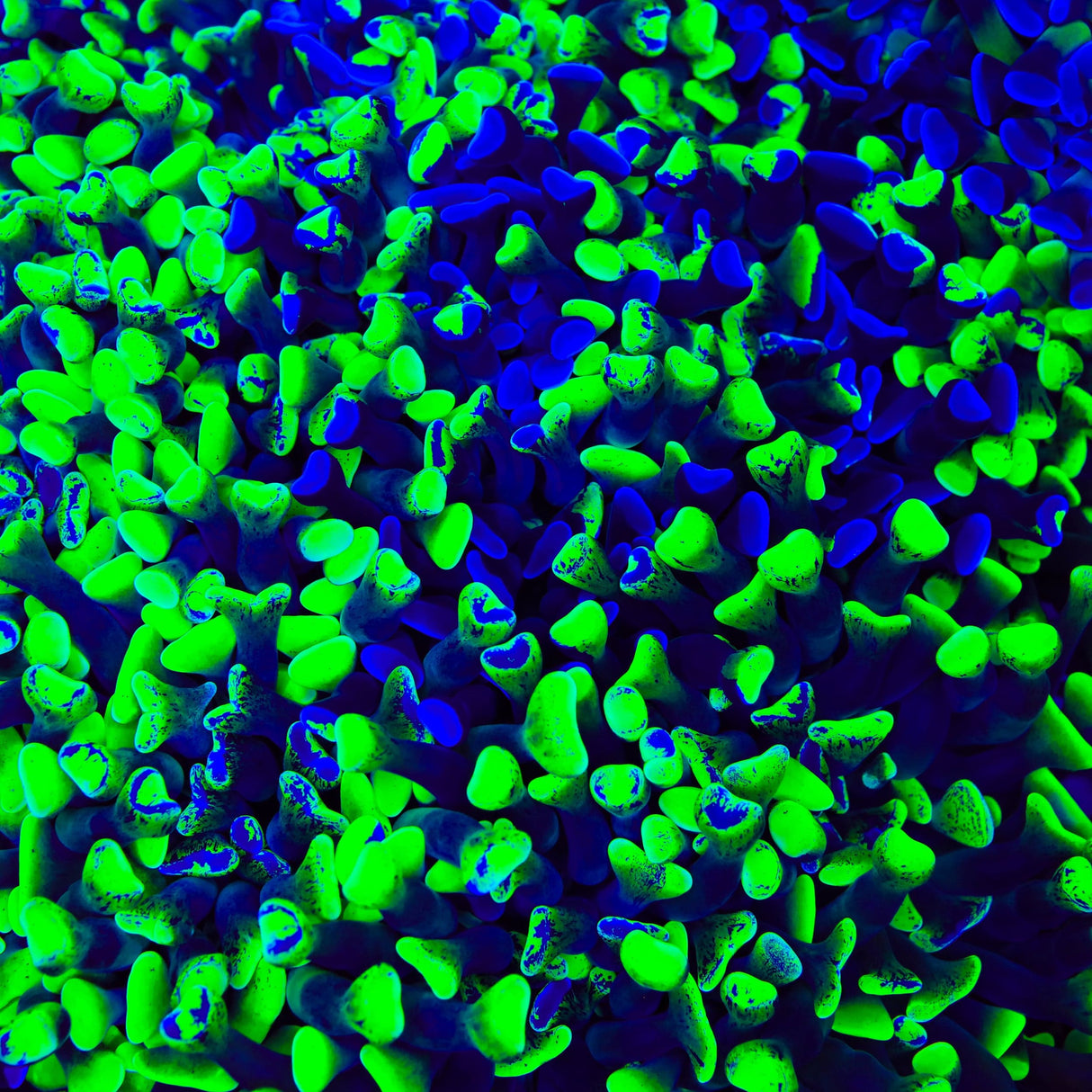 Two Tone Hammer Coral