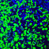 Two Tone Hammer Coral