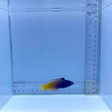 Two Tone Wrasse