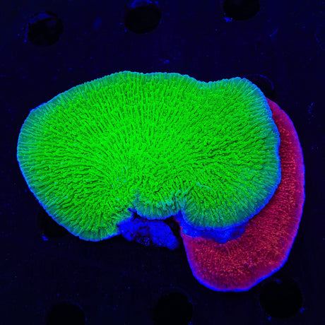 Tyree Aequituberculata and Red Montipora Cap Coral