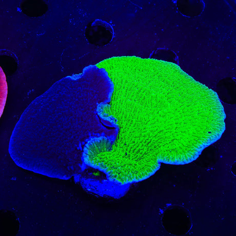 Tyree Aequituberculata Combo Montipora Cap Coral