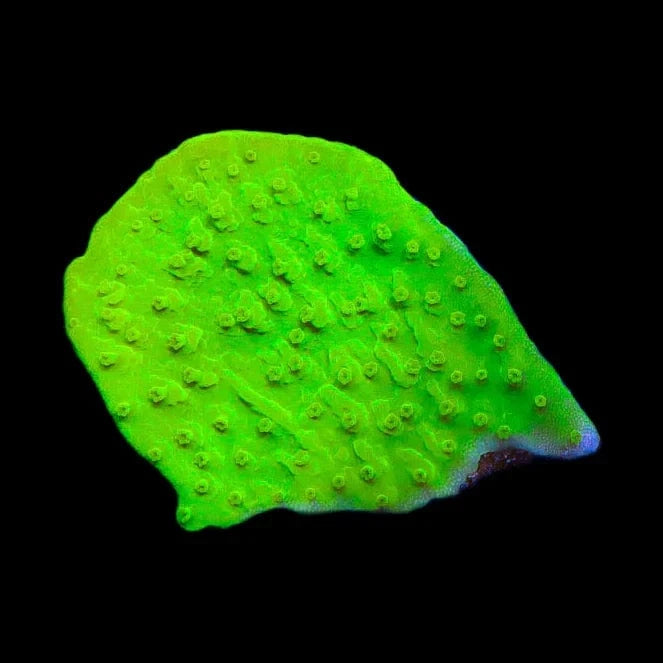 Tyree Aequituberculata Montipora Cap Coral