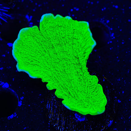 Tyree Aequituberculata Montipora Cap Coral