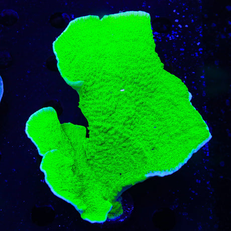 Tyree Aequituberculata Montipora Cap XL Frag Coral