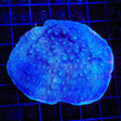 Tyree Blue Chalice Colony Coral