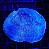 Tyree Blue Chalice Colony Coral