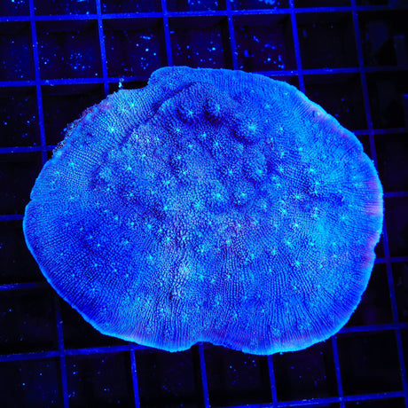 Tyree Blue Chalice Colony Coral