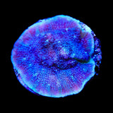 Tyree Blue Chalice Coral