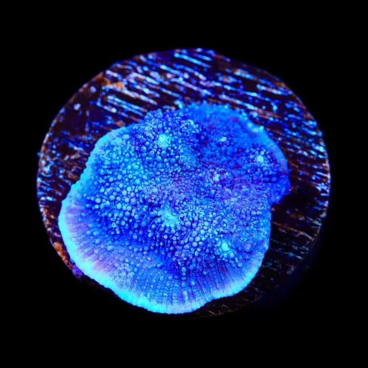 Tyree Blue Chalice Coral