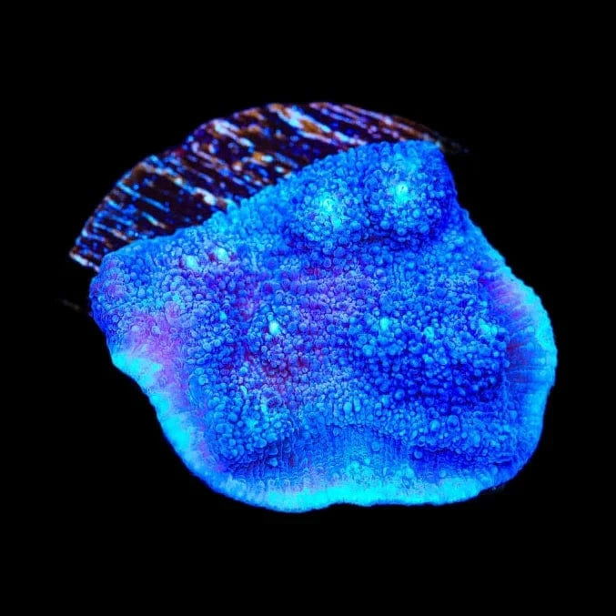 Tyree Blue Chalice Coral