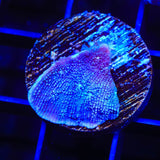 Tyree Blue Chalice Coral