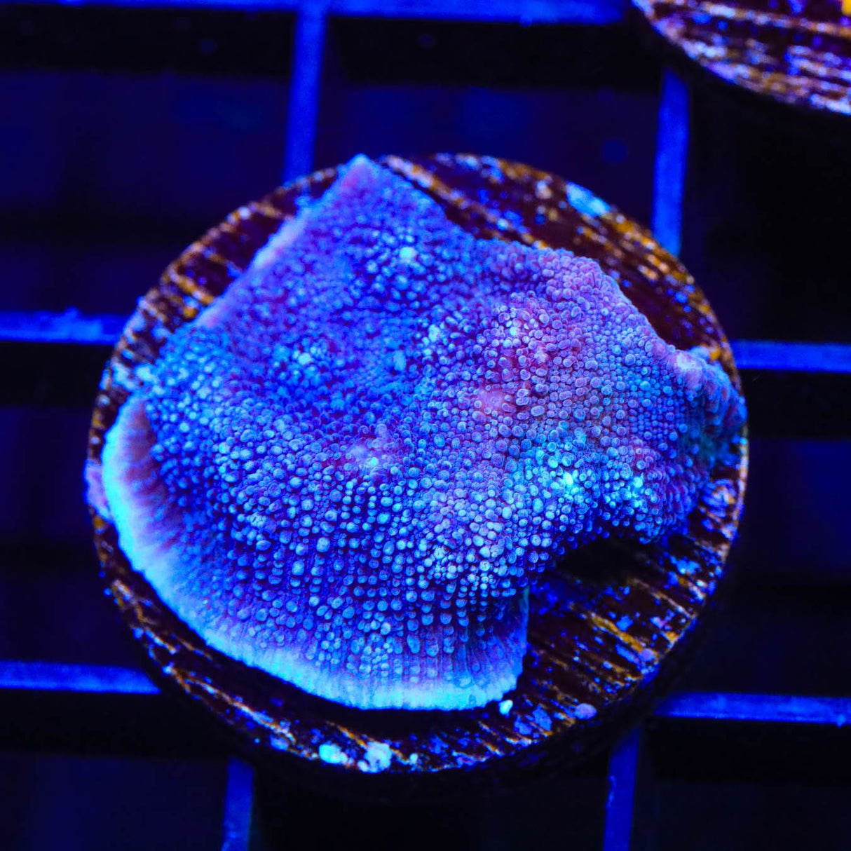 Tyree Blue Chalice Coral
