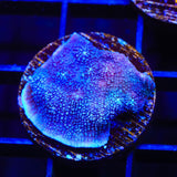 Tyree Blue Chalice Coral