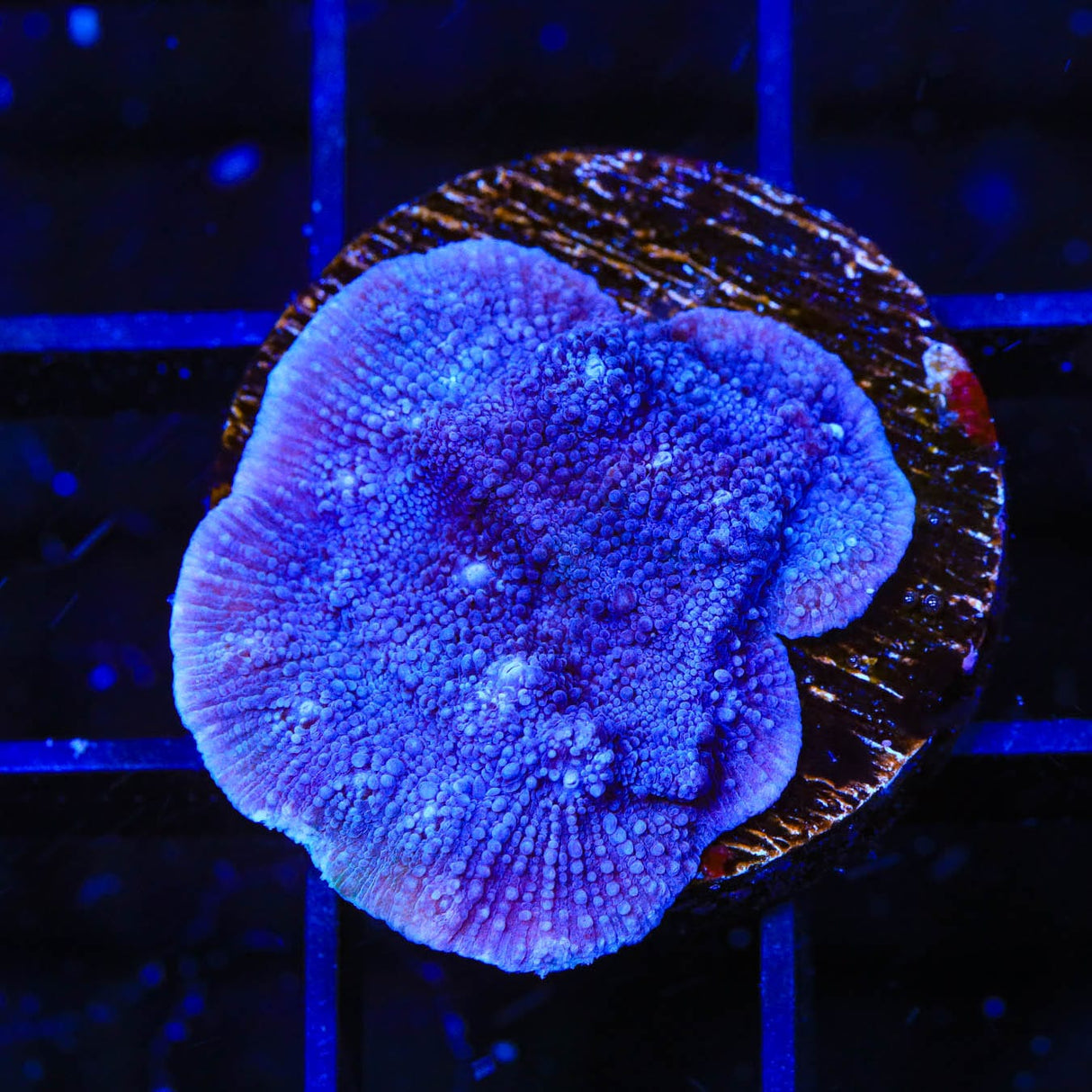 Tyree Blue Chalice Coral