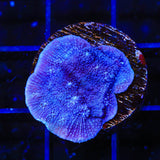 Tyree Blue Chalice Coral