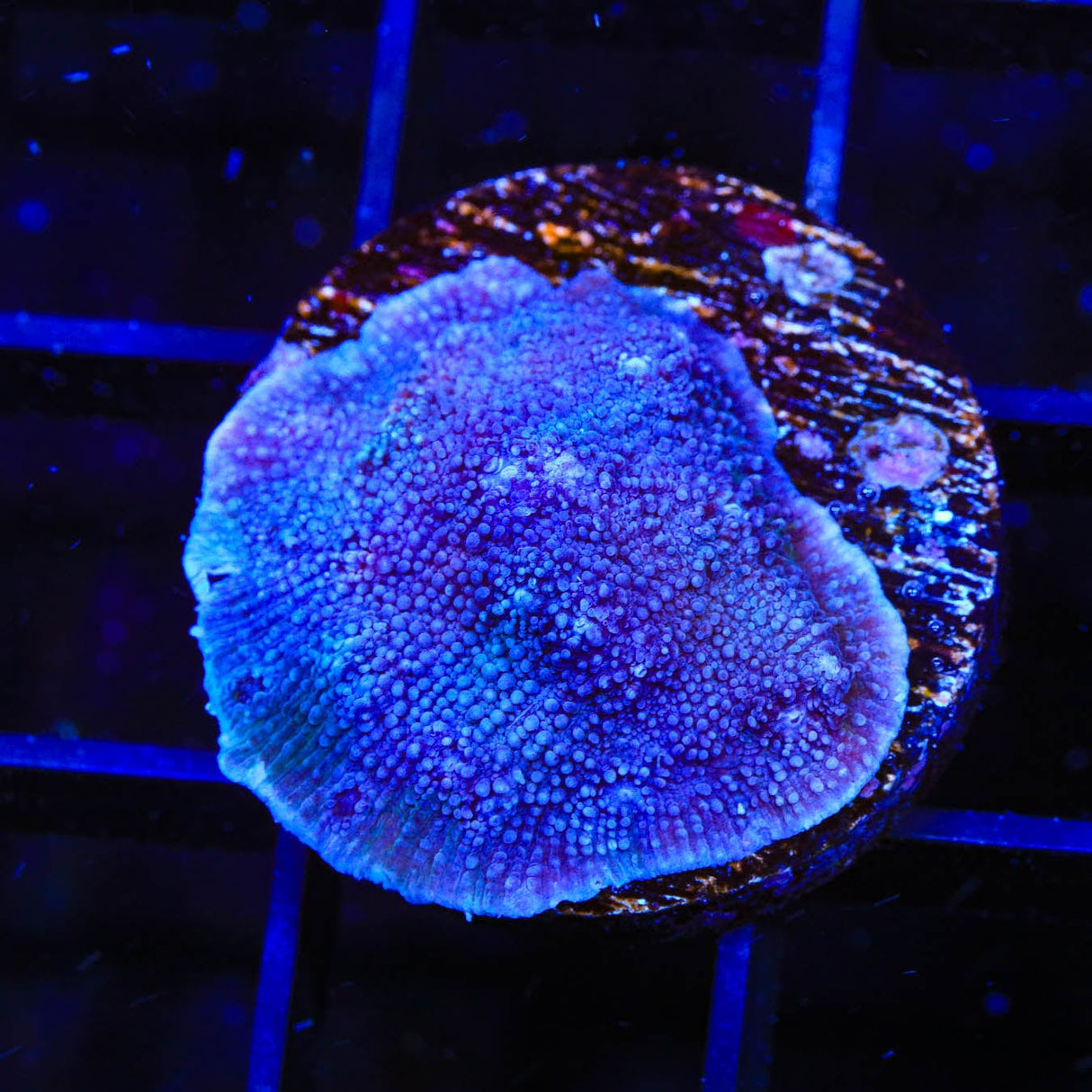 Tyree Blue Chalice Coral