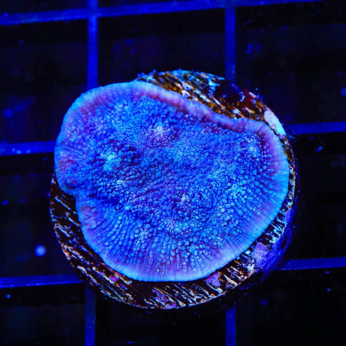 Tyree Blue Chalice Coral